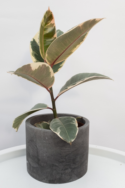 Фикус Эластика Тинеке