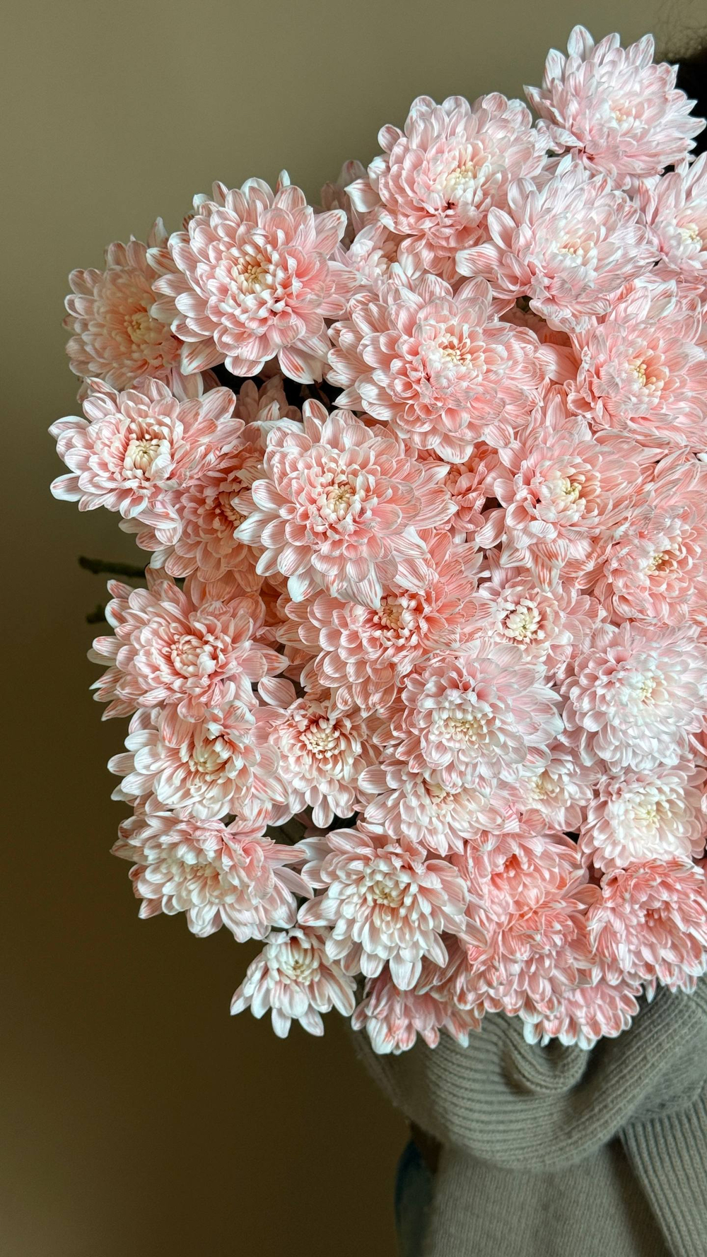 Охапка хризантем сорта Алтай, нежно розовые, 10 веток