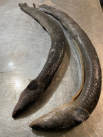 угорь свежий