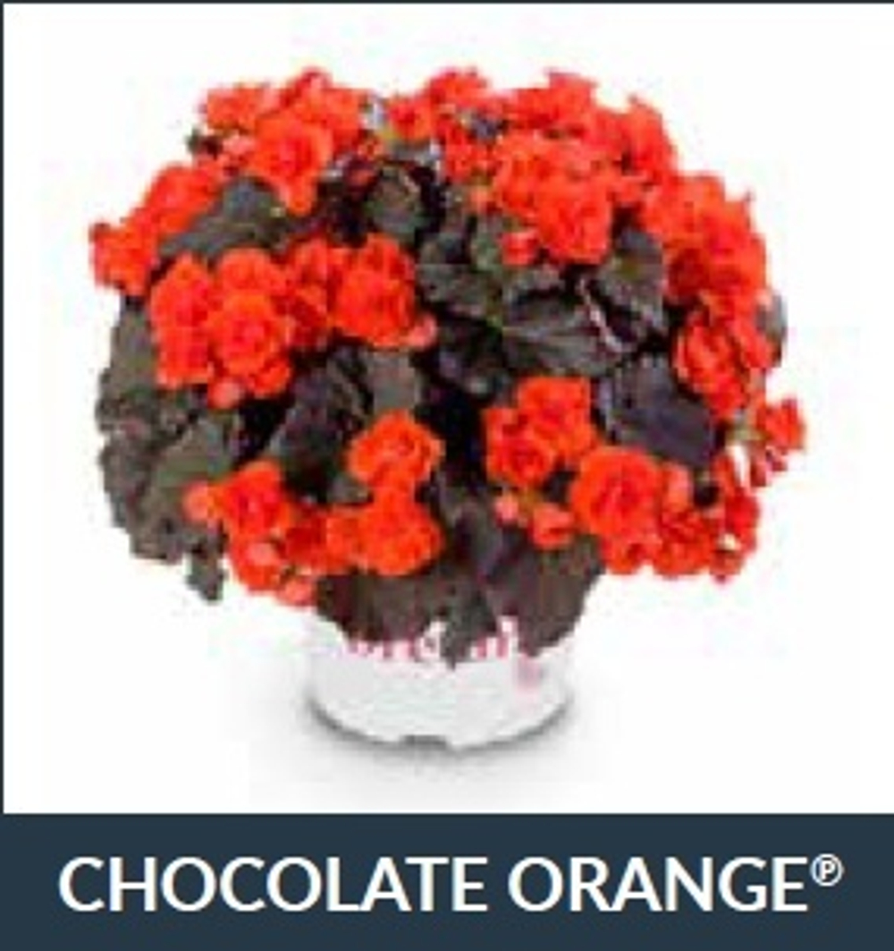 Бегония Solenia Chocolate Orange ОКС Укорененный черенок