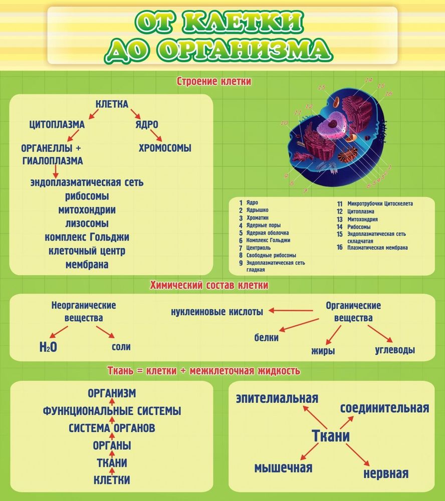 Стенд &quot;От клетки до организма&quot;