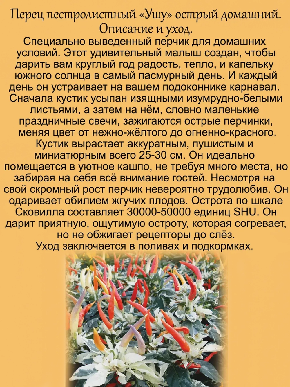 Перец Ушу пёстролистный острый домашний