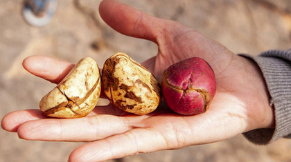 К 23 февраля.  История Шоколада  не просто десерта, а настоящего помощника в борьбе за победу.