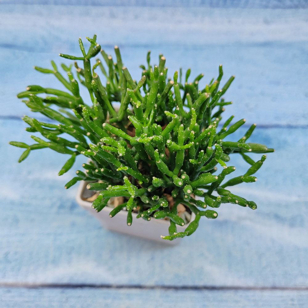 Rhipsalis Cereuscula (Рипсалис)
