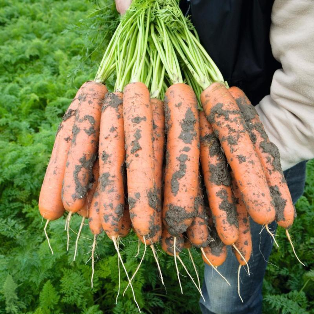 Морковь Балтимор F1  0,5г Мировые Семена VITA GREEN