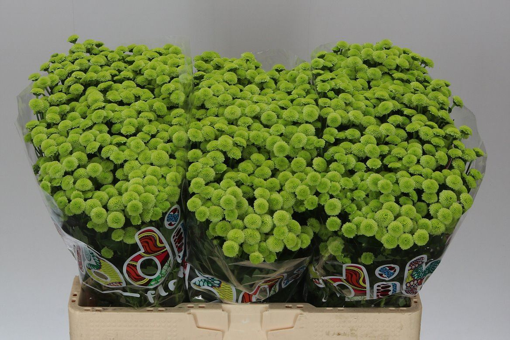Madiba Minty Boane (NL)