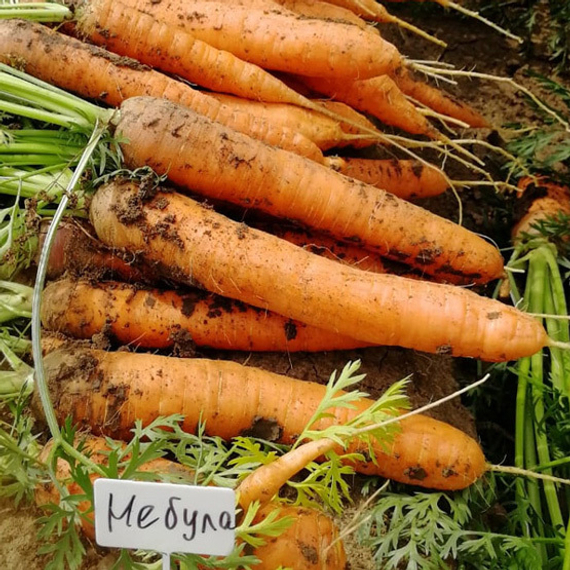 Небула F1 семена моркови нантской (Seminis / ALEXAGRO) культура
