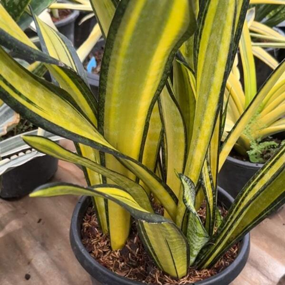 Сансевиерия CALIFORNIA