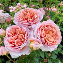 Абрахам Дерби (Abraham Darby)