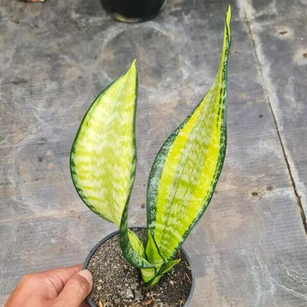 Сансевиерия FUTURA MEDIOPICTA