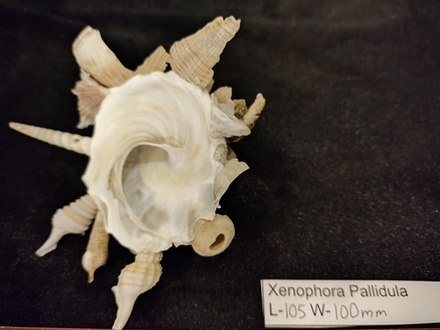 Ксенофора Паллидула " 93мм-110мм"