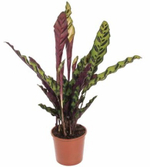 Калатея Лансифолия