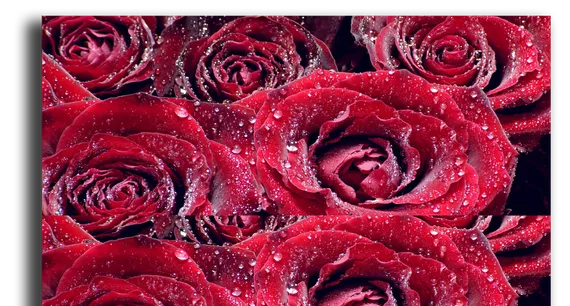 Постер "Розы"