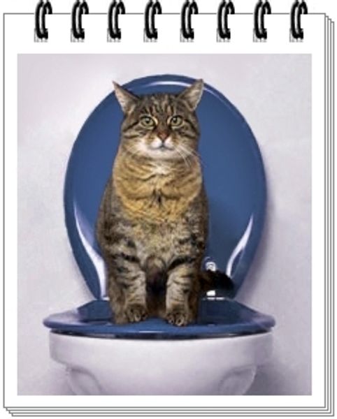 Как приучить кошку ходить на унитаз? Как приучить кошку ходить на унитаз?