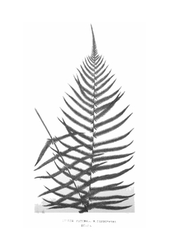 Ferns: British and Exotic. Volume 7 | Edward Joseph Lowe