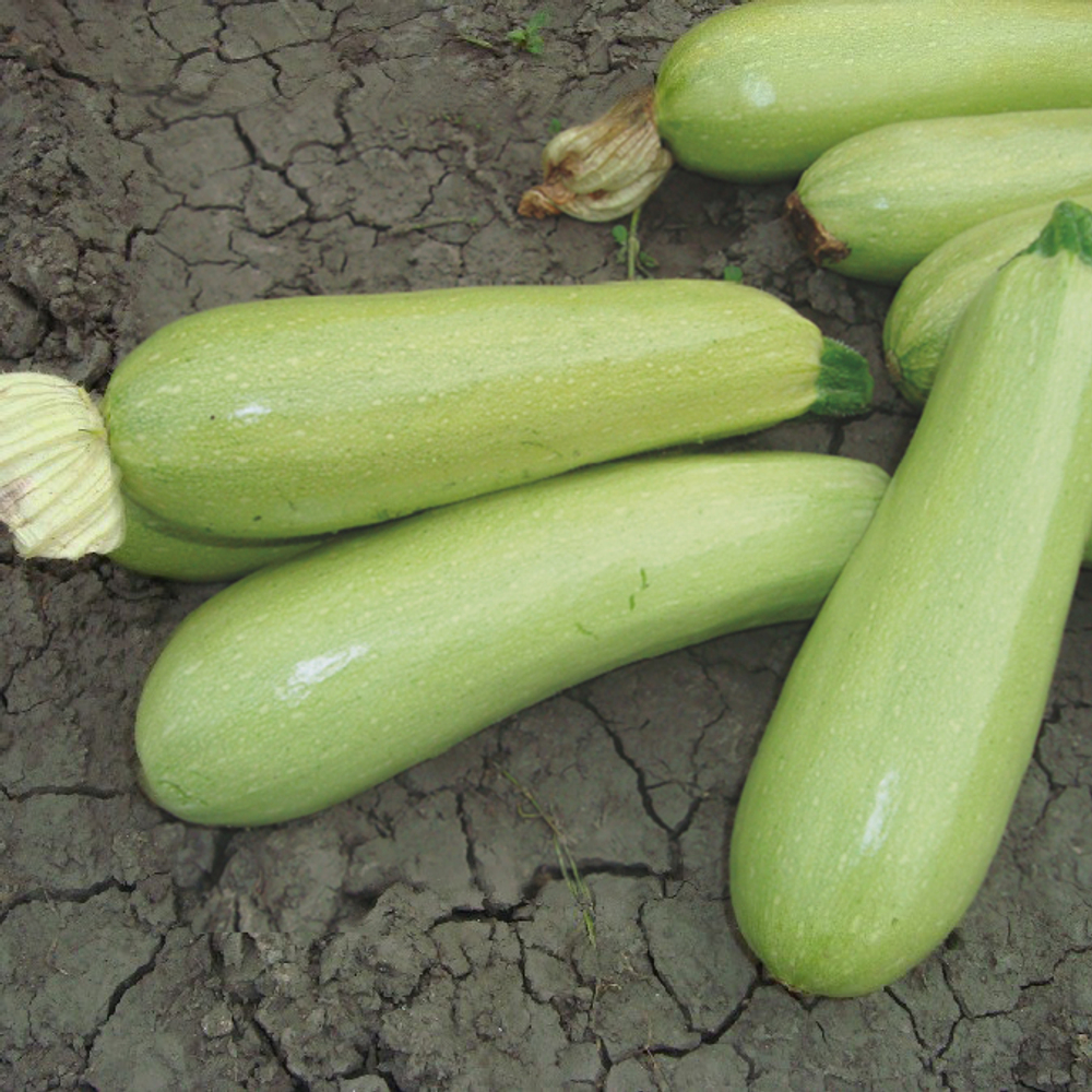 Кабачок Ардендо F1 5шт Мировые Семена VITA GREEN