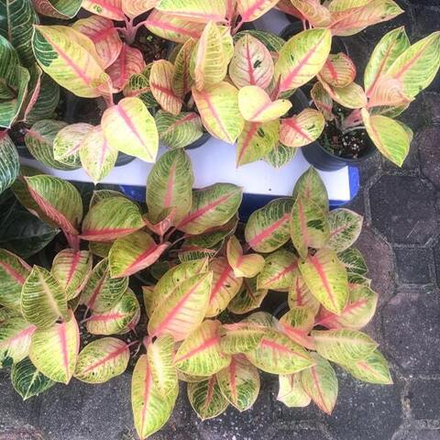 Аглаонема GOLIATH