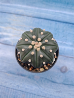 Astrophytum Asterias (Астрофитум)