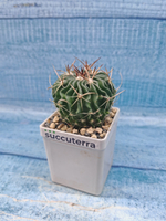 Echinofossulocactus Multicostatus (Эхинофоссулокактус)