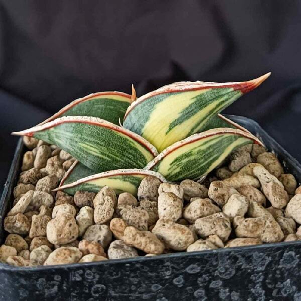 Сансевиерия RORIDA BLACK VAR