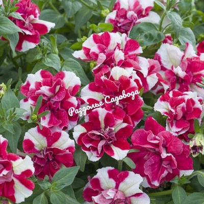 Петуния махровая (горшок 0,4л)