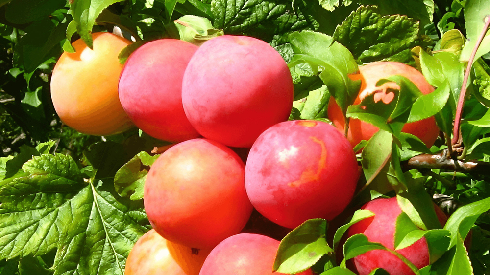 Слива Скороплодная