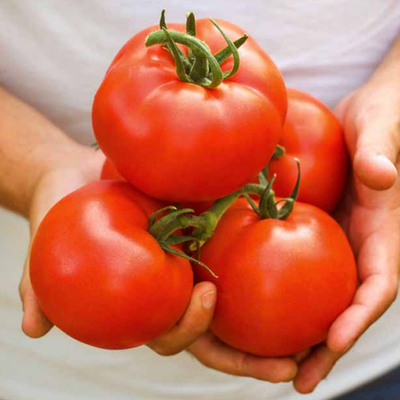 Бесуто F1 семена томата индетерминантного (Seminis / Семинис)