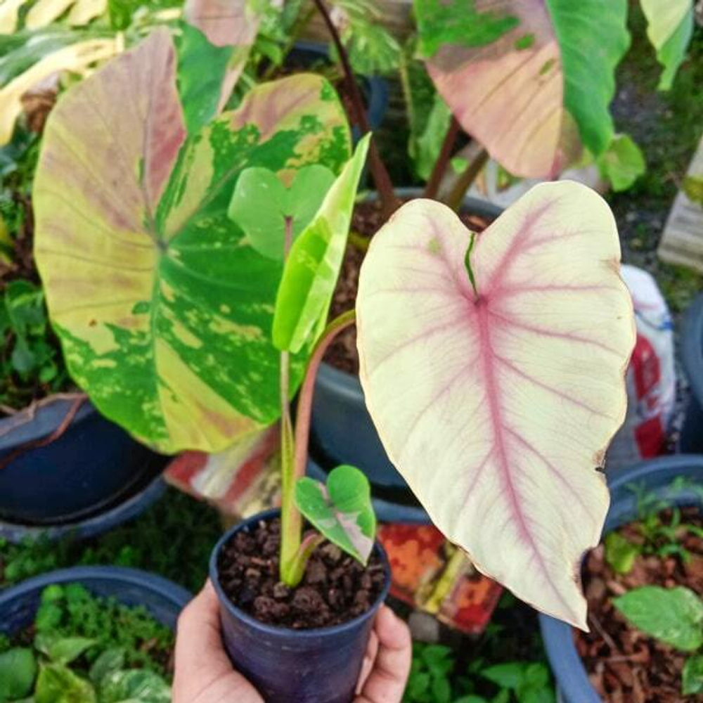 Колоказия FIRST PINK