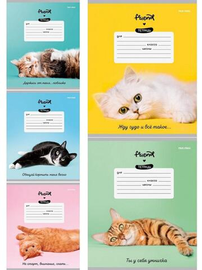 Тетрадь А5 12л. косая линия "Котики и фразы" мелов.облистер 5 дизаинов (Проф-Пресс)