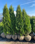Туя западная Колумна (ком) 160-180