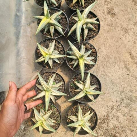 Сансевиерия BLUE CLONE