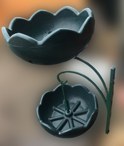 Цветочница Улитка двойная