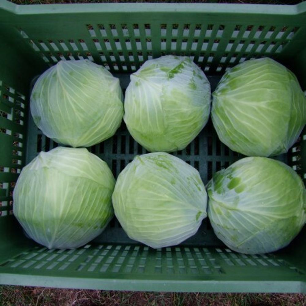 Муксума F1 семена капусты белокочанной (Rijk Zwaan / Райк Цваан)