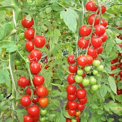 Томат индетерминантный Сладкая гроздь красная (цена 6шт)