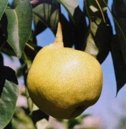 Груша Слониха