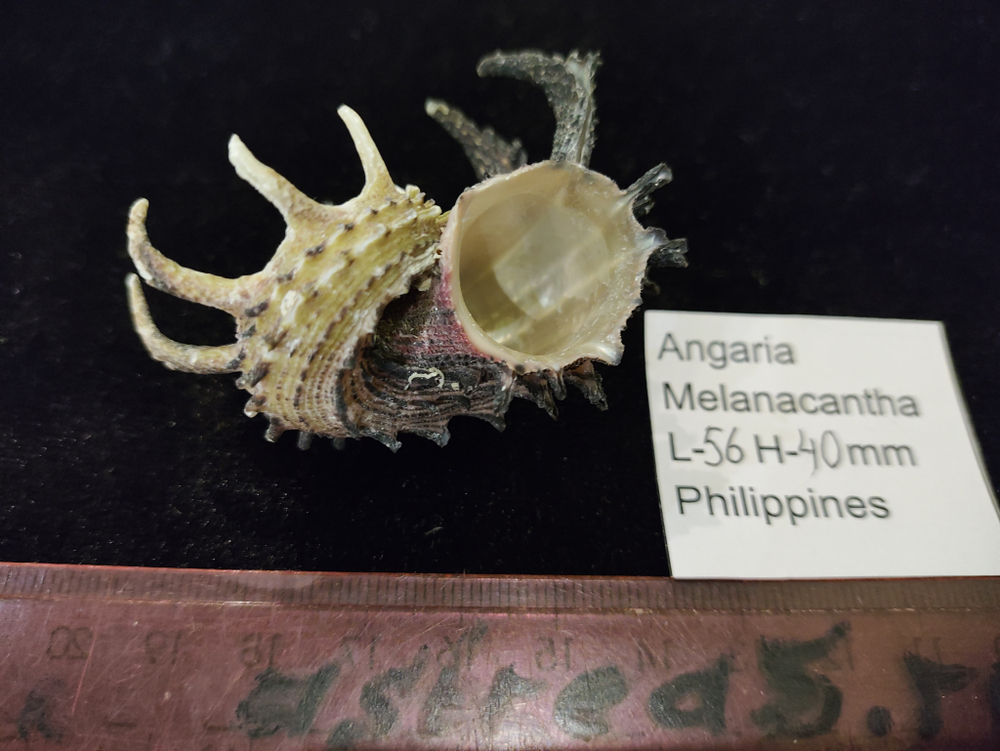 Ангария Империалис