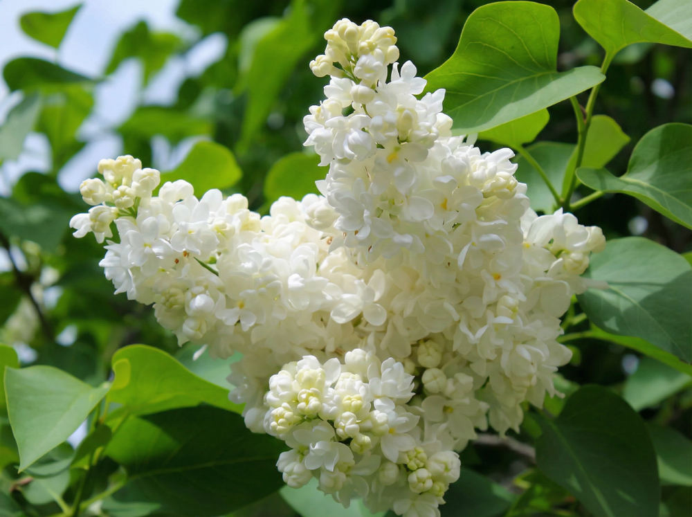 Сирень обыкновенная «Память о Колесникове»