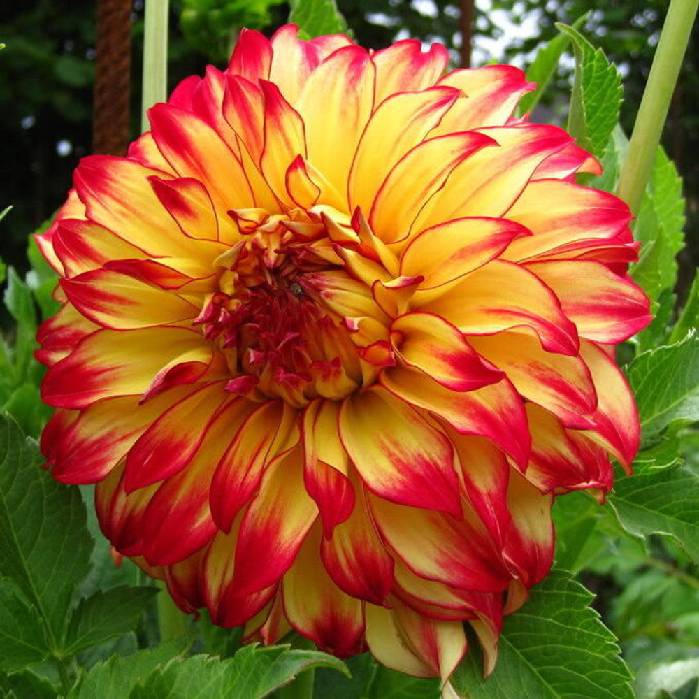 Георгин Леди Дарлин (1 шт) Волжский Сад