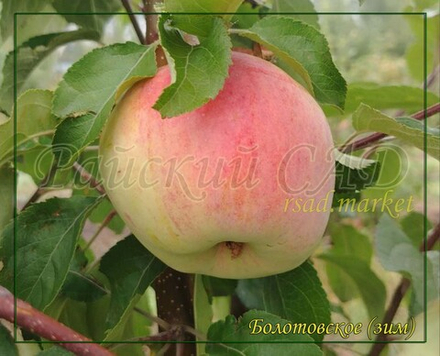 Яблоня Болотовское