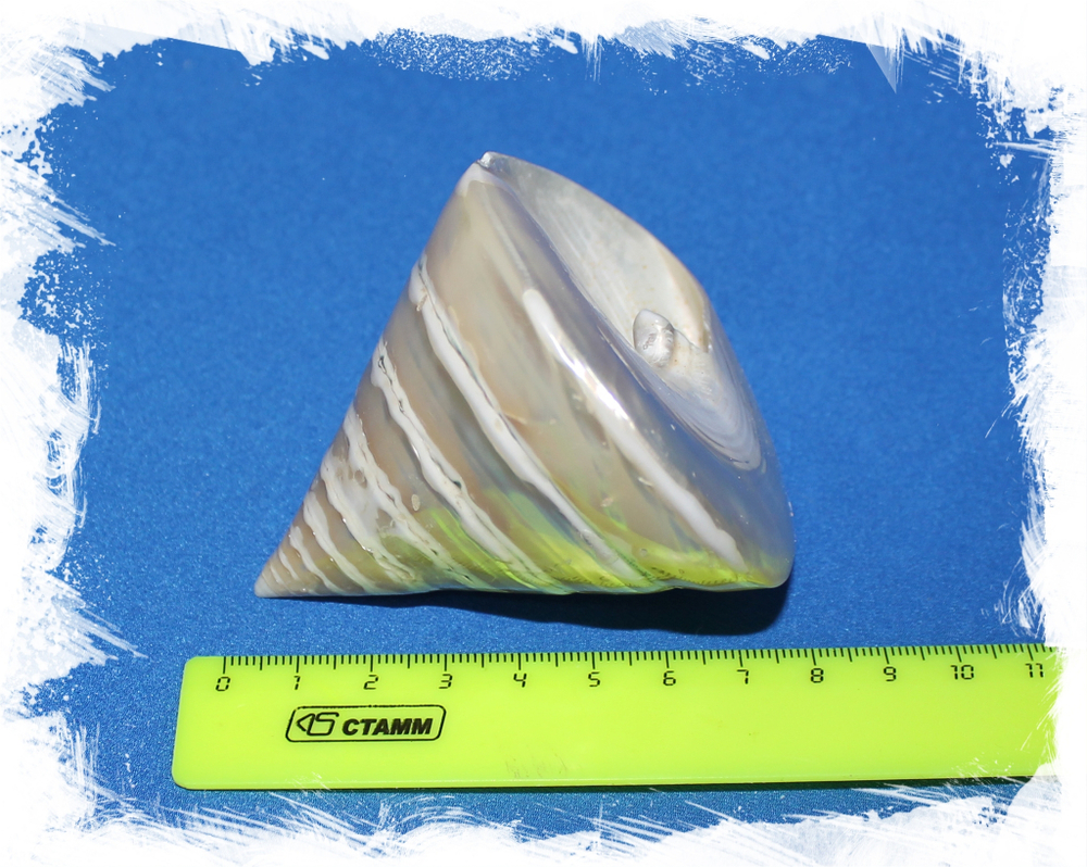 Тектус Пирамис Перламутровый, 7-8см, 1шт.