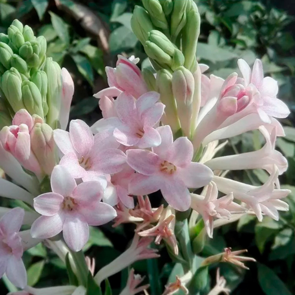 тубероза Сенсейшн (Polianthes tuberosa Chia Nong Sensation) — пора высаживать
