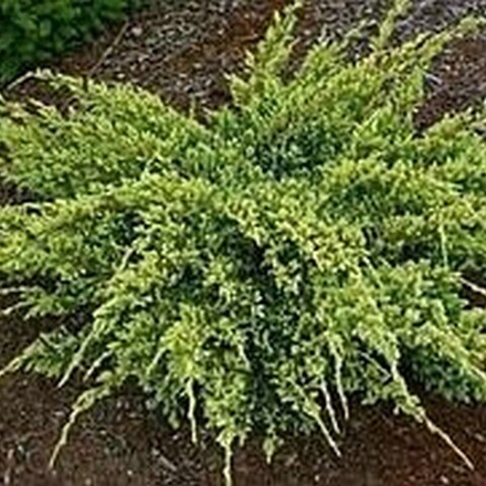 Можжевельник чешуйчатый Дрим Джой C2 25-30