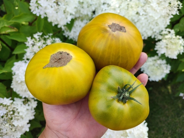 Малахитовая шкатулка сорт томата