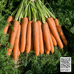 Намдал F1 семена моркови нантской (Bejo / Бейо)