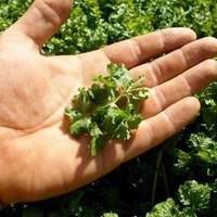 Кресс-салат Широколистный Волнистый Гофрированный - Wrinkled Crinkled Cress