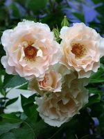 Роза шраб Рококо