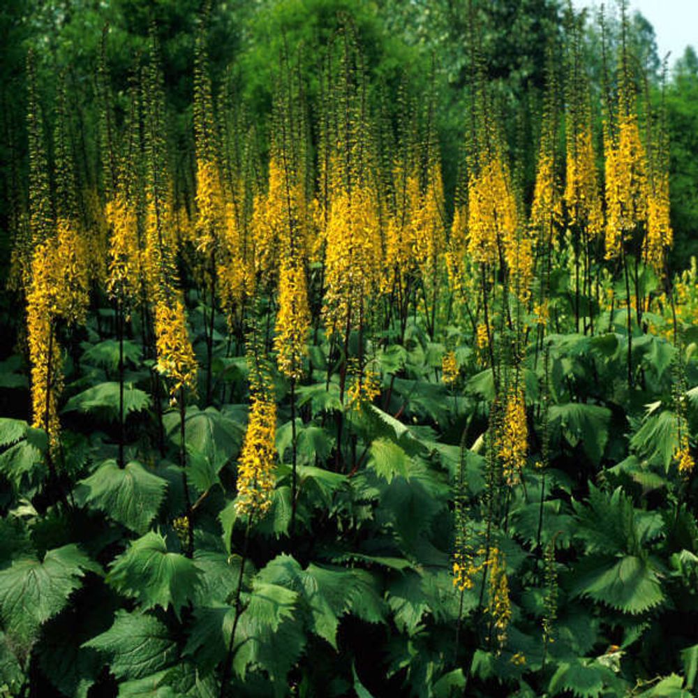 Бузульник узколистный &quot;The Rocket&quot;. Ligularia stenocephala &quot;The Rocket&quot;.