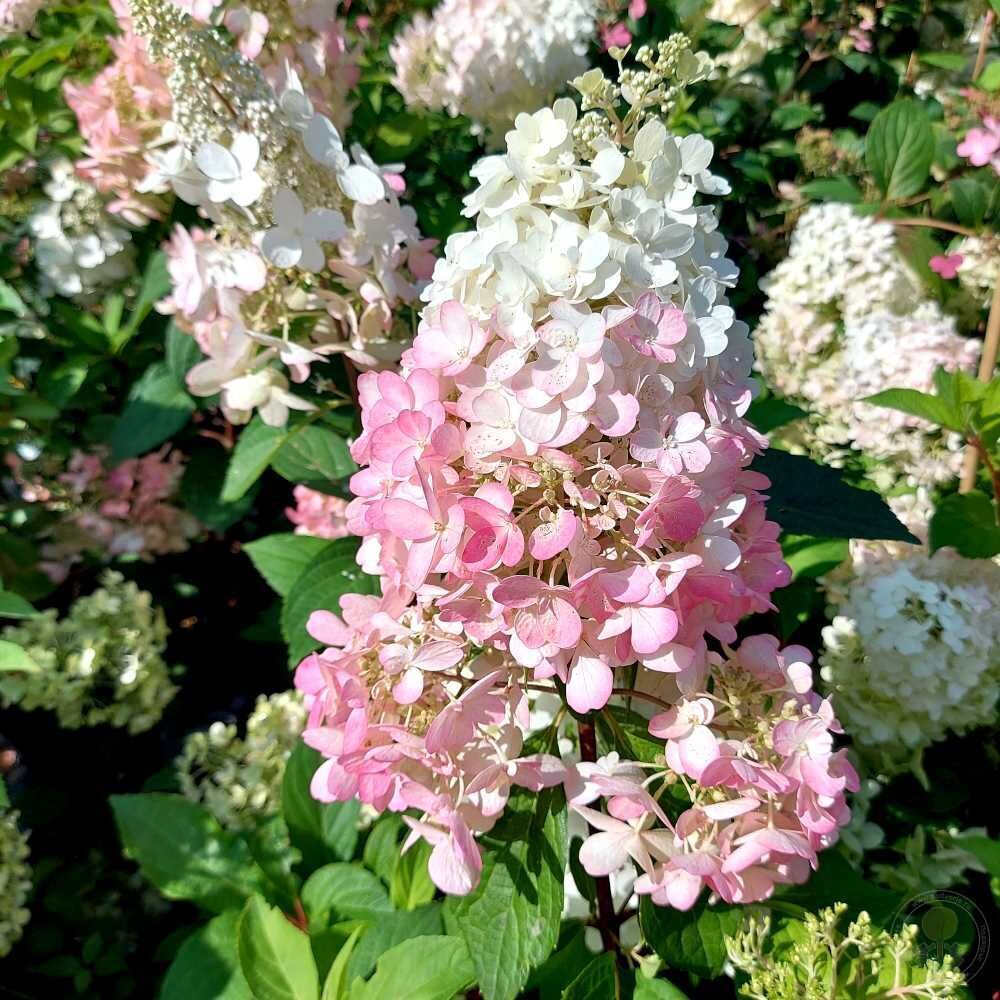 Гортензия метельчатая Канделайт (3/4 ветки) Закупка М59 апрель 2026