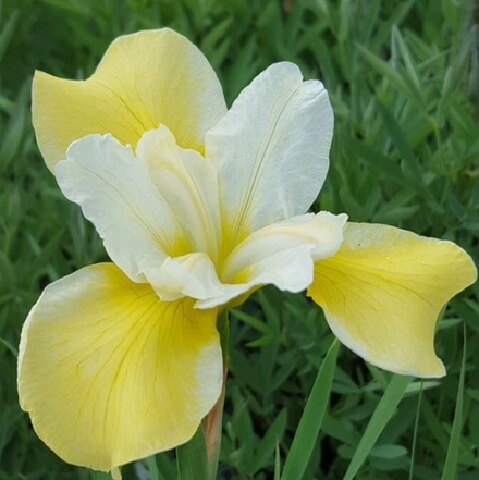 Ирис сибирский  Шартрез Баунти