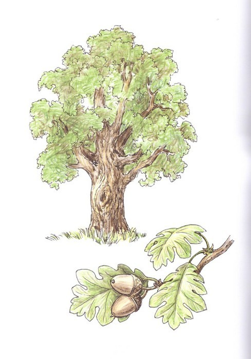 Альбом для раскрашивания полноцветный. Раскраски